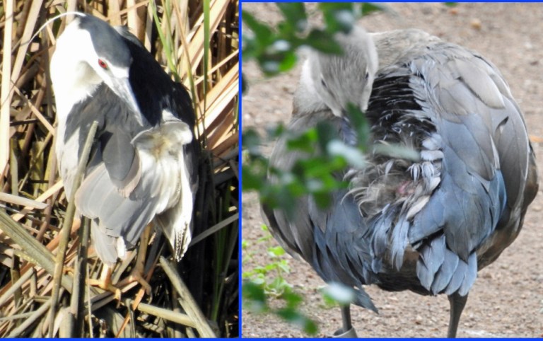 Stunning Aviary Bird Olfactory Stimulation image
