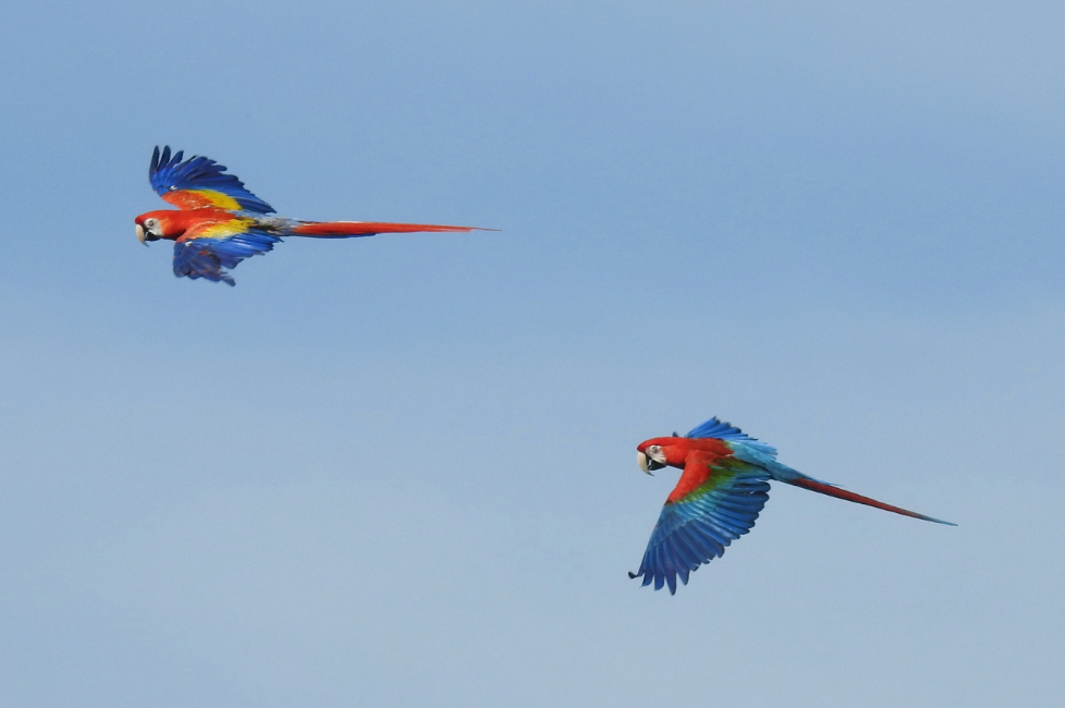 Photo inspiration: Blue Headed Macaws And Pals Photo Inspiration