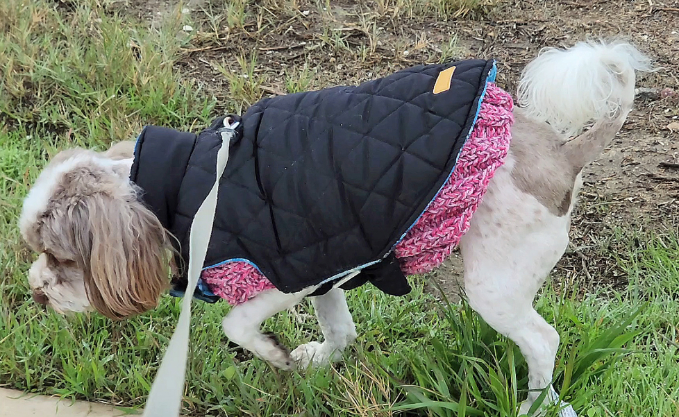 Sweetie’s Knitted Cloak or&nbsp;Sweater