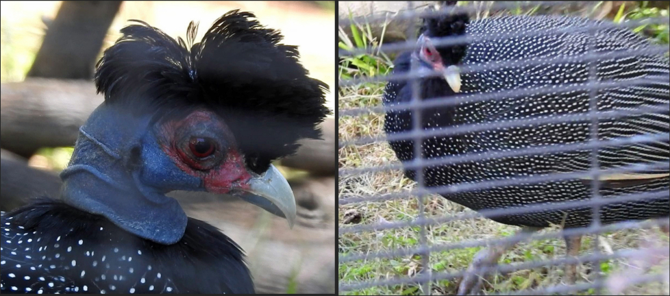 Guineafowl — Wings of the World, Sunday&nbsp;Stroll