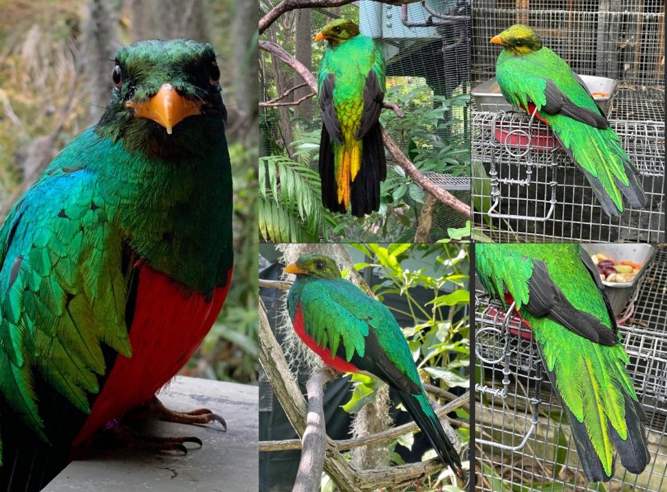 “The Minds of Birds” by Alexander&nbsp;Skutch