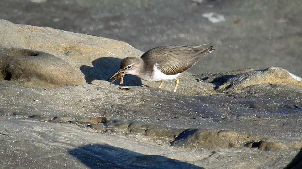 Touching Shorebirds of San&nbsp;Diego