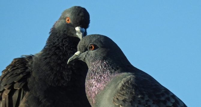 “Bird Sense” by Tim&nbsp;Birkhead