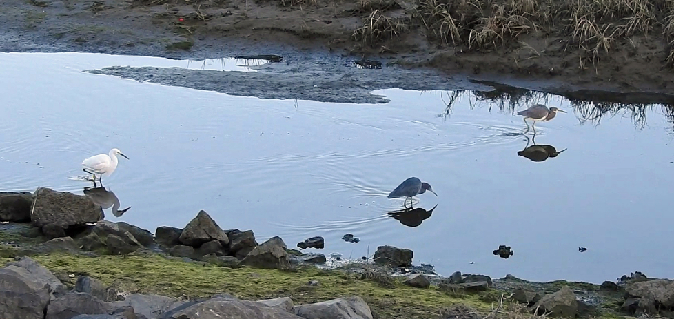 Ardeidae, Heron Family