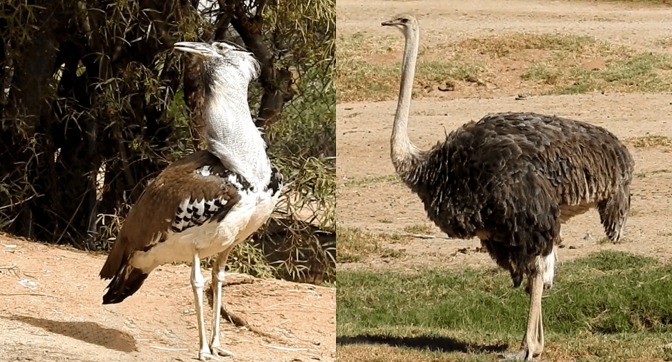 Big Birds: Bustards and&nbsp;Ostriches