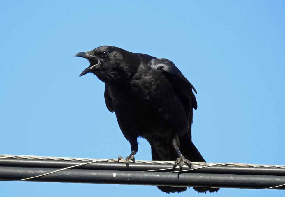 “Gifts of the Crow: – Bird Brain