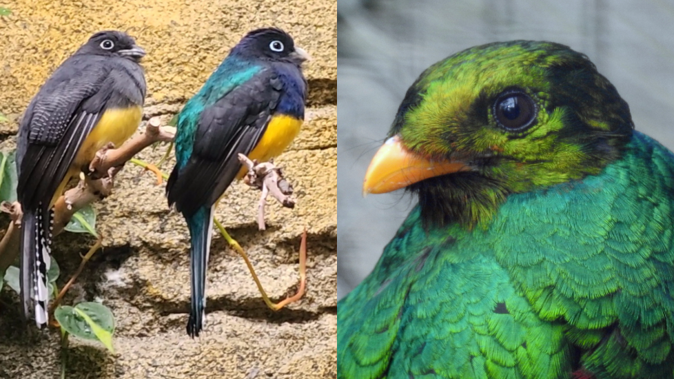 Trogons and Quetzals