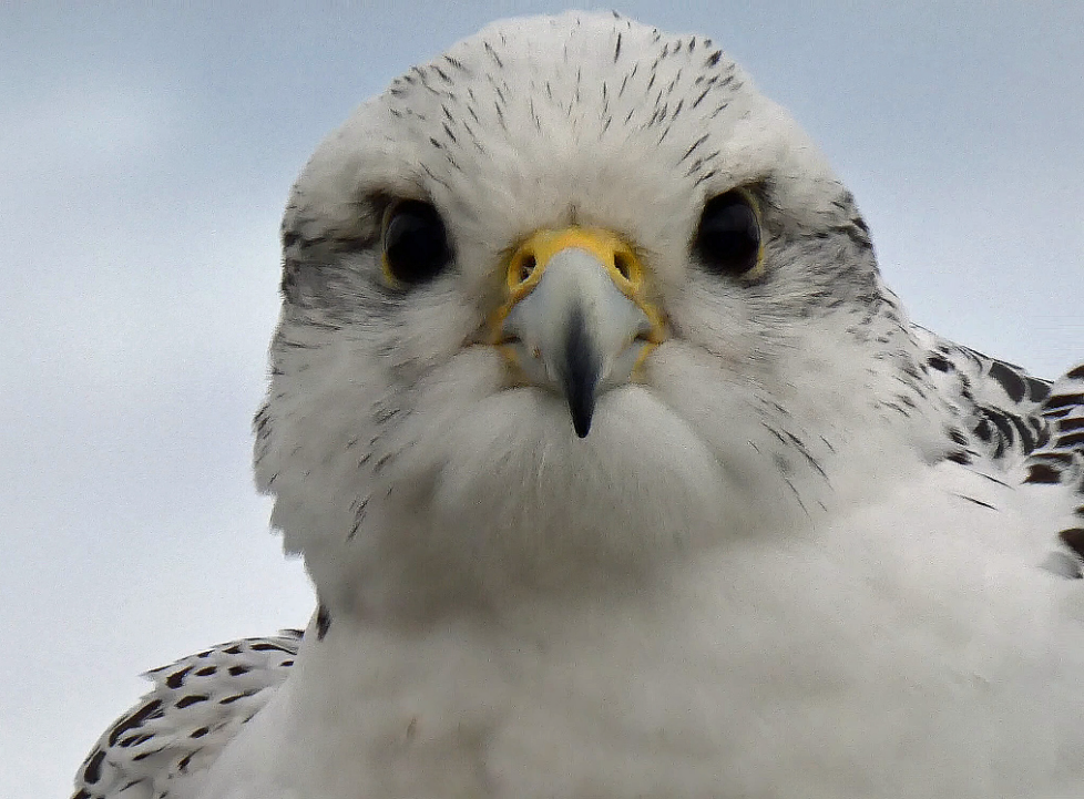 Falcons: Gyrfalcon – Bird Brain