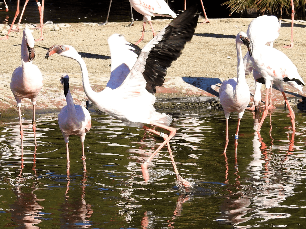 Flamingos, Part 1