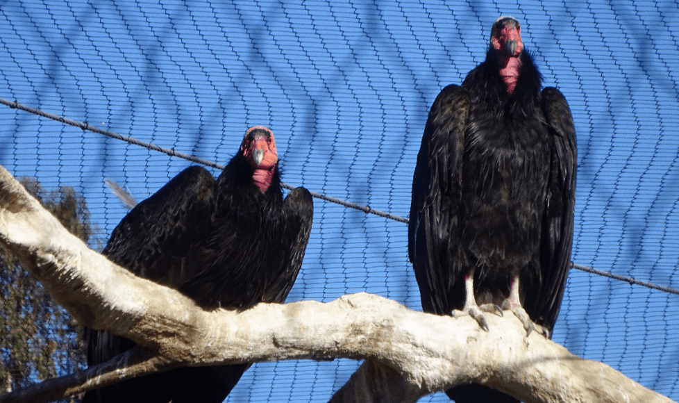 New World Vultures, Part&nbsp;1