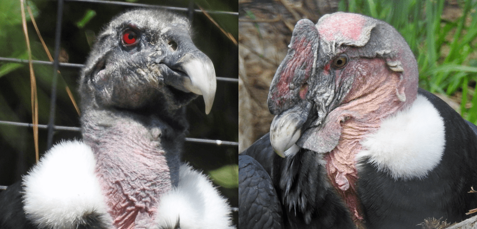 New World Vultures, Part&nbsp;2
