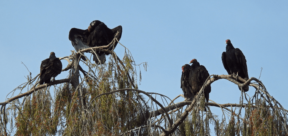 New World Vultures, Part&nbsp;3